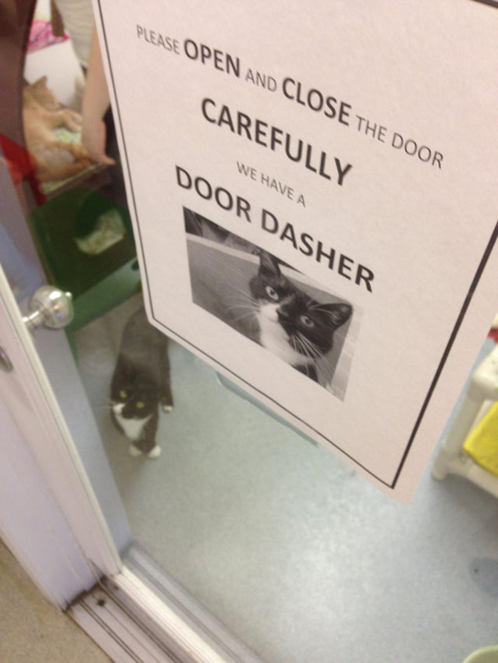 pet owner warning sign door dasher kitten