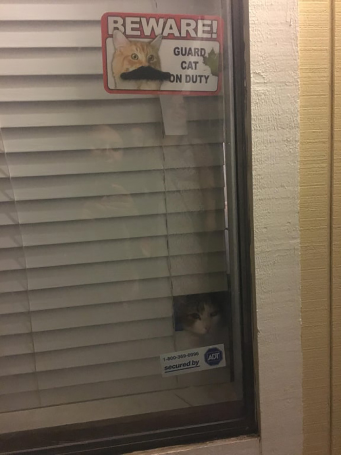 pet owner warning sign guard kitten on duty