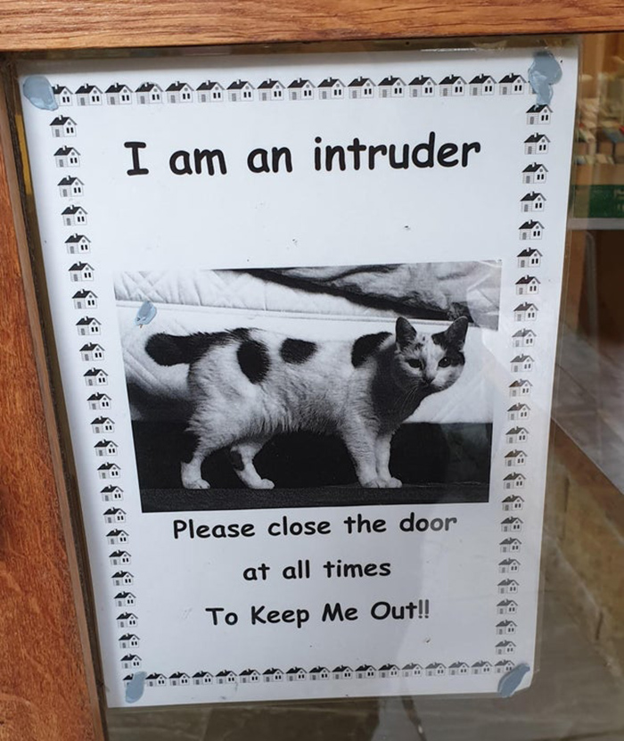 pet owner warning sign intruder kitten