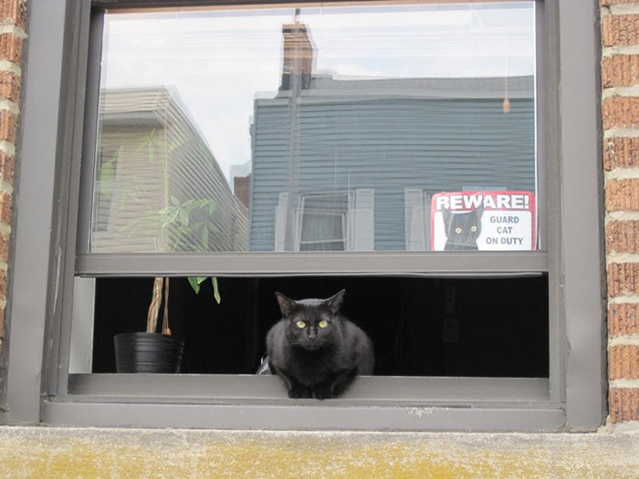 pet owner warning sign kitten guard on duty