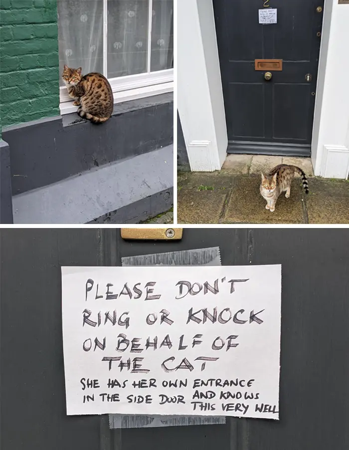 pet owner warning sign knocking on behalf of cat