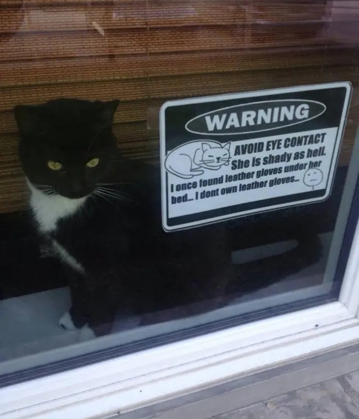 pet owner warning sign making eye contact with cat