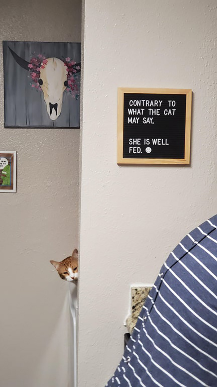 pet owner warning sign well-fed cat