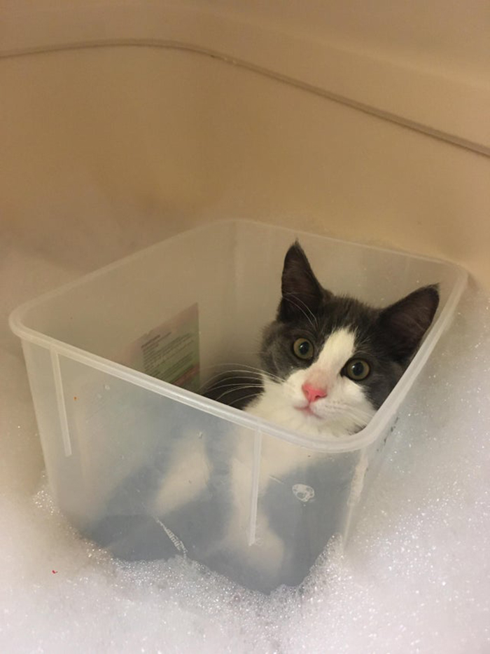 pet owners unintentionally training pets cat in plastic box while in bathtub