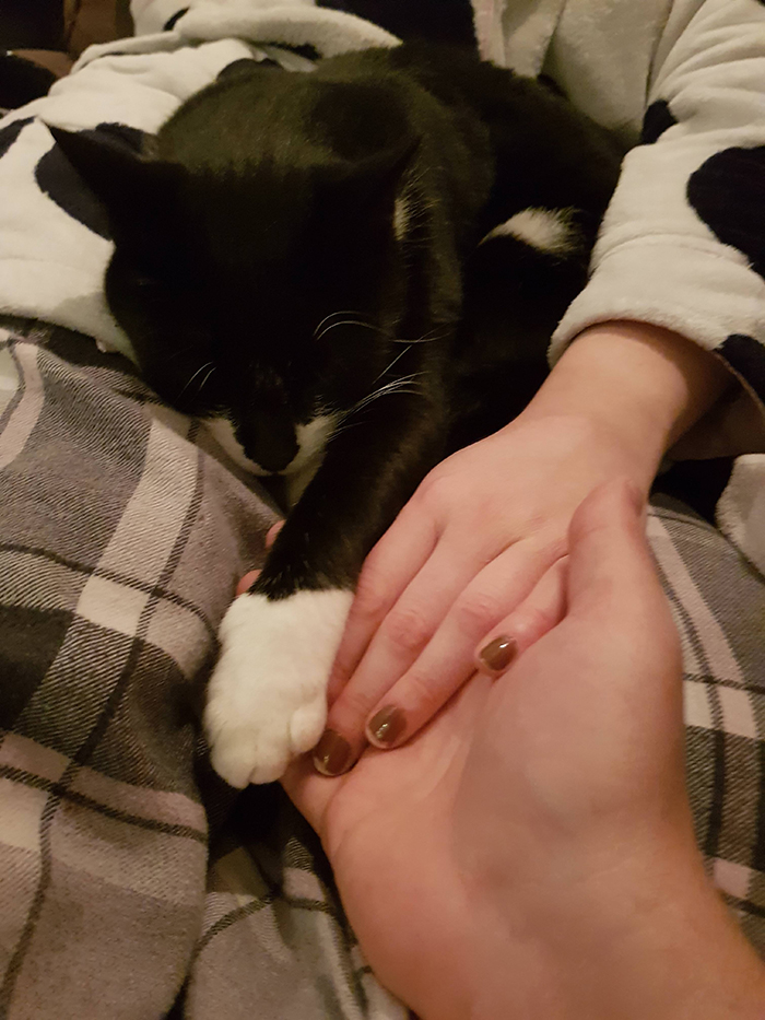 pets stealing owners' partners cat holding hands with owner's girlfriend