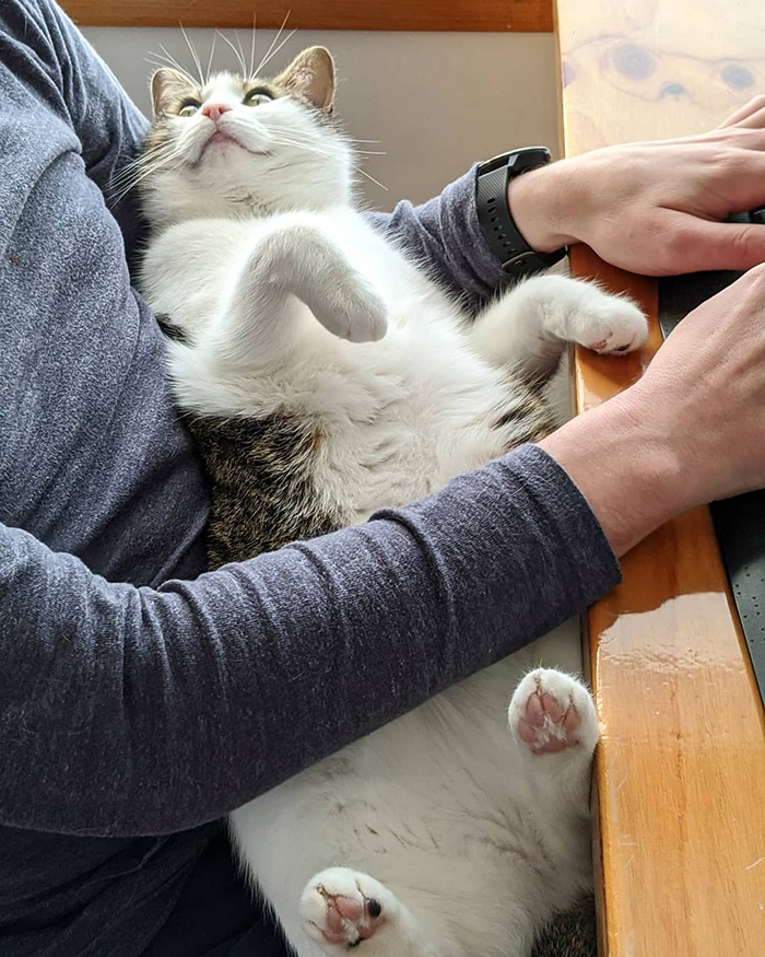 pets stealing owners' partners cat lying on lap of owner's husband