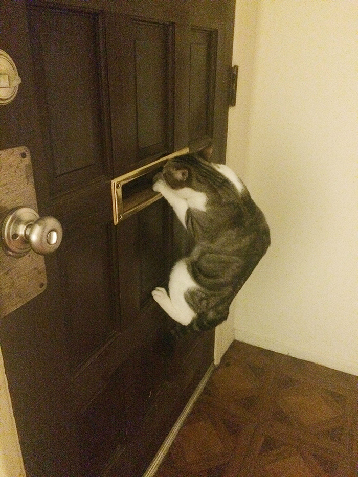 pets stealing owners' partners cat peeking through door mailbox waiting for owner's boyfriend