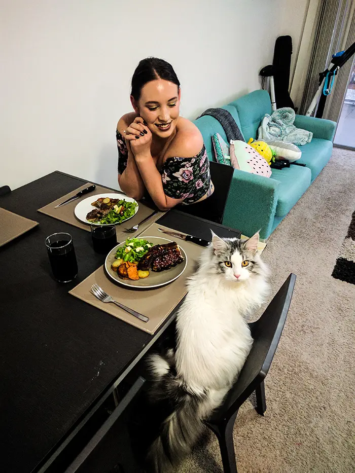 pets stealing owners' partners cat sitting at dining table with owner's girlfriend