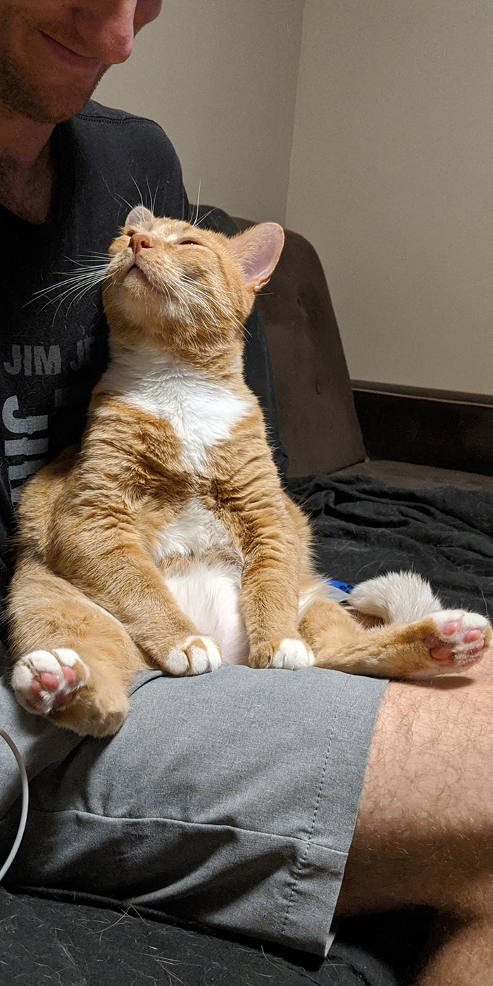 pets stealing owners' partners cat sitting on lap of owner's boyfriend