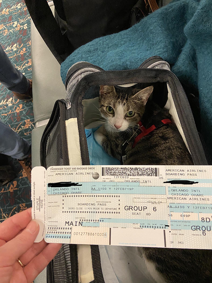 pets traveling cat inside carrier bag