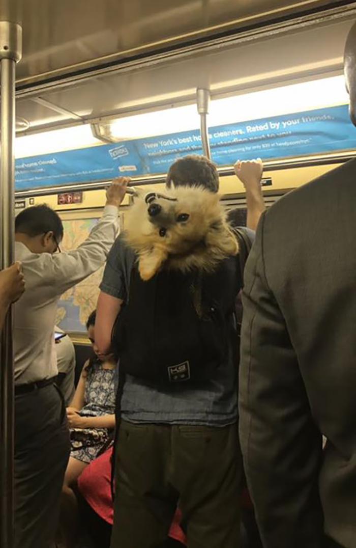 pets traveling dog peeking out of owner's backpack