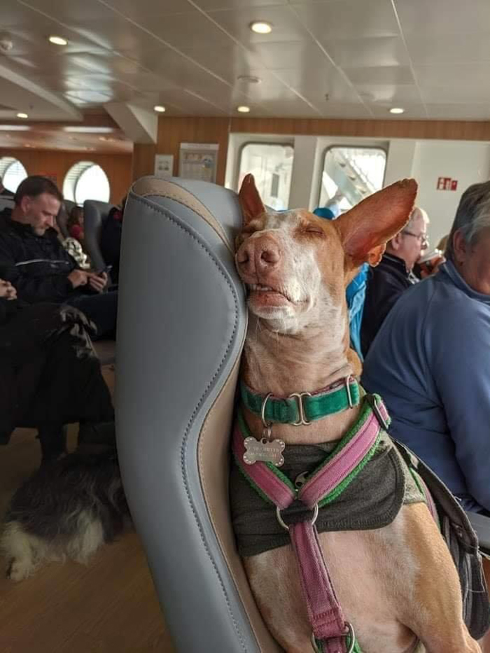 pets traveling dog sleeping on ferry