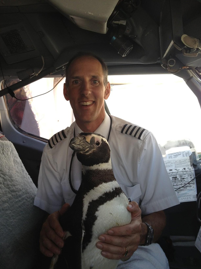 pets traveling penguin on plane