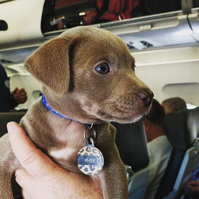 puppy aboard the plane