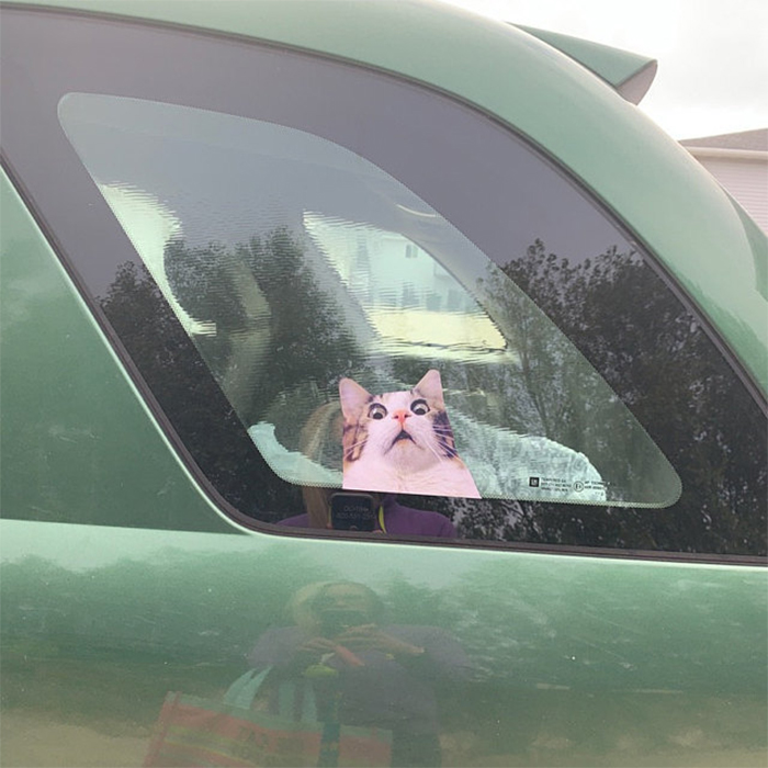 real looking scared kitty decal