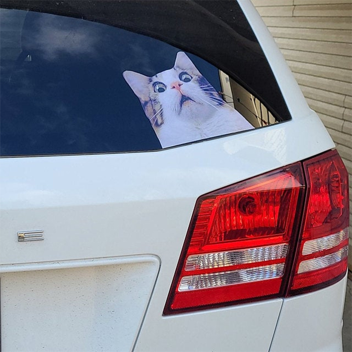 scaredy cat car sticker rear window