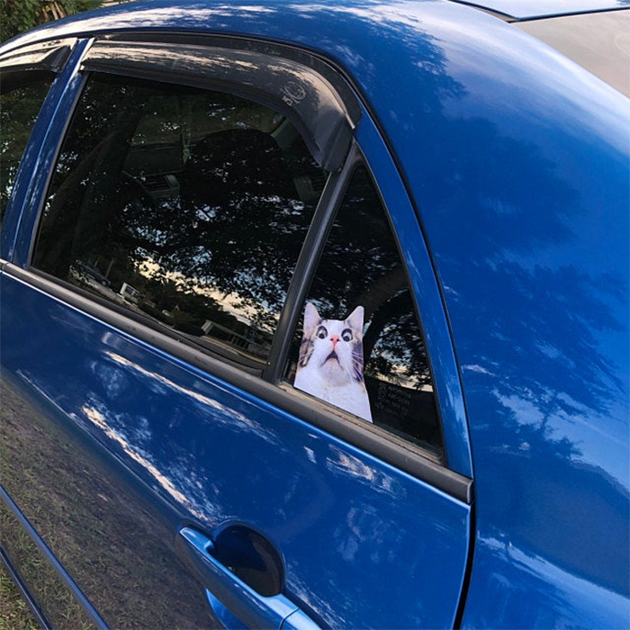 scaredy cat car sticker side window