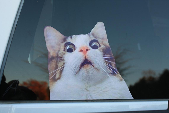 scaredy cat car sticker