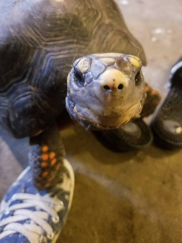 tortoise standing on owner's foot when hungry
