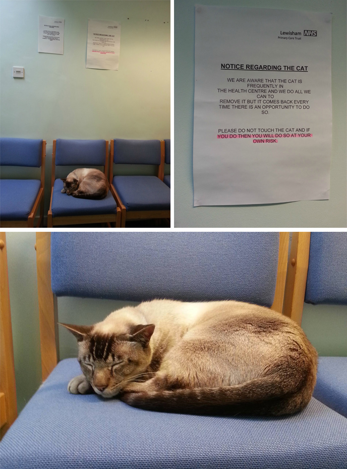 warning sign cat in hospital