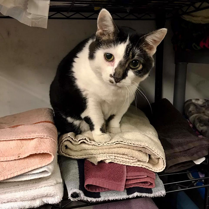 a curious cat stares while sitting on top of folded towels