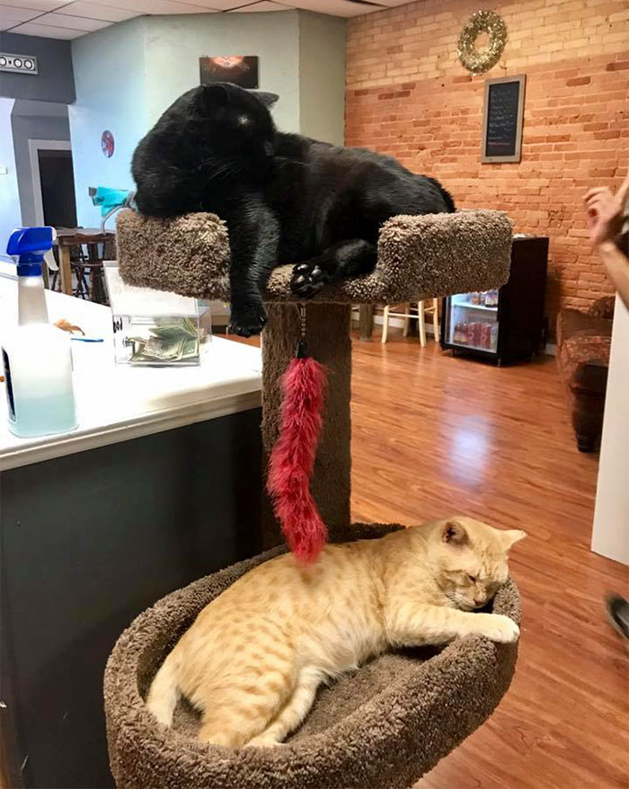 black and ginger shelter cats