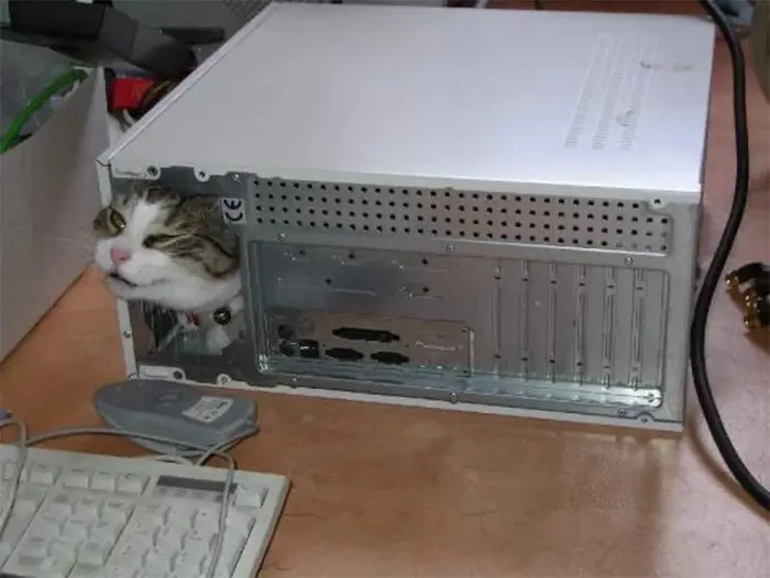 cat inside computer unit