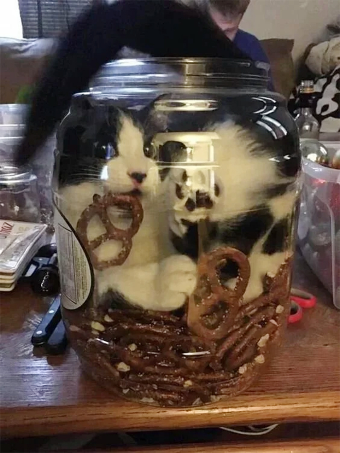 cat stuck in pretzel jar