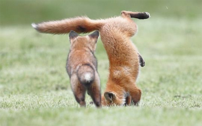 fox upside down