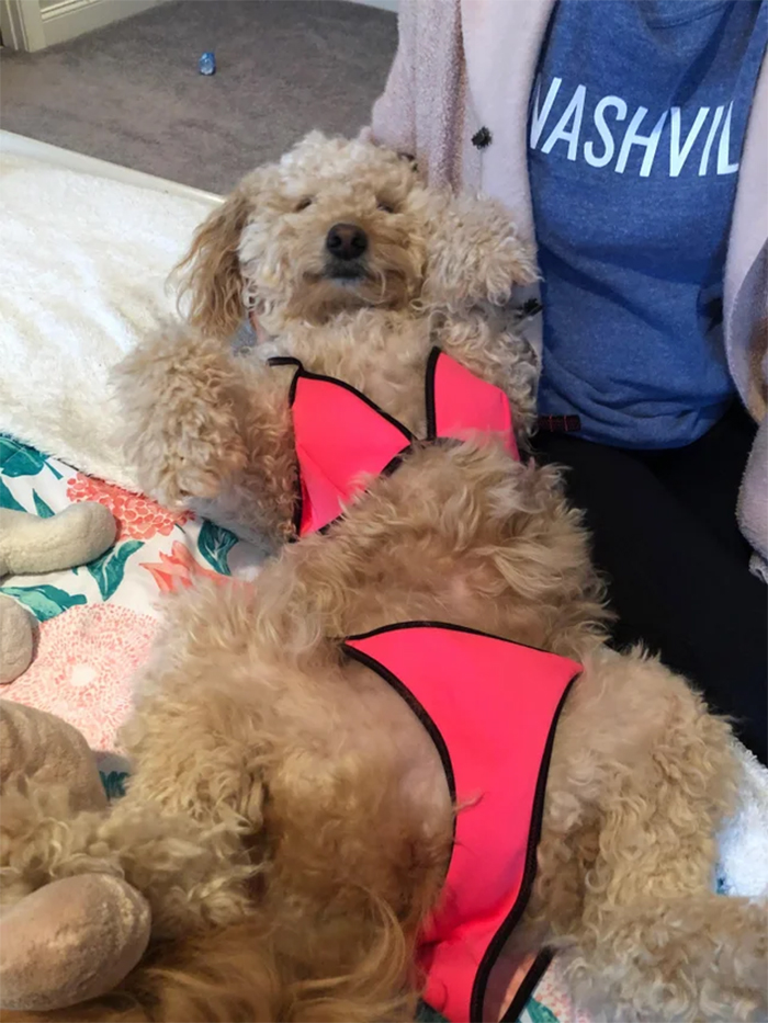 funny animals dog in bikini