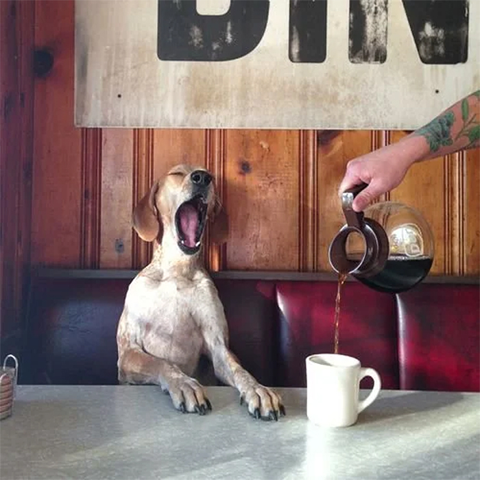 funny animals morning dog coffee