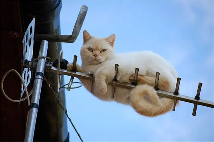 funny animals repair cat stuck