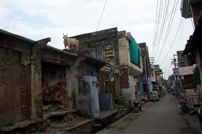 funny animals roof cow