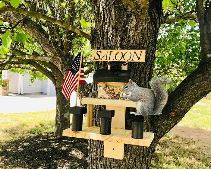 jacksonstimber saloon for squirrel