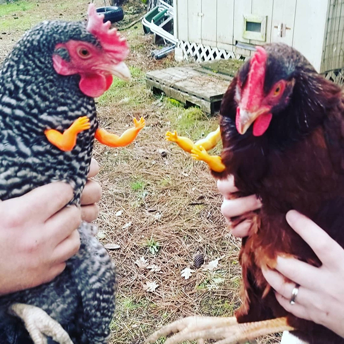 kalahuilegacy chicken with human arms