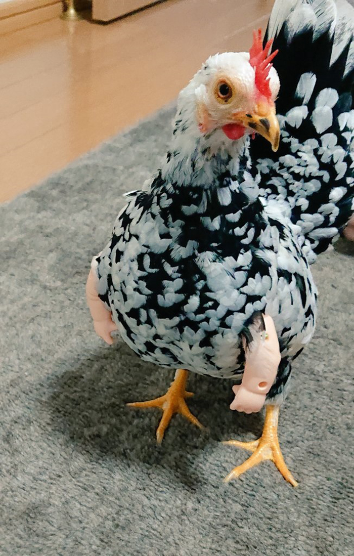niwatori3wa farm fowl with human upper limb attachment