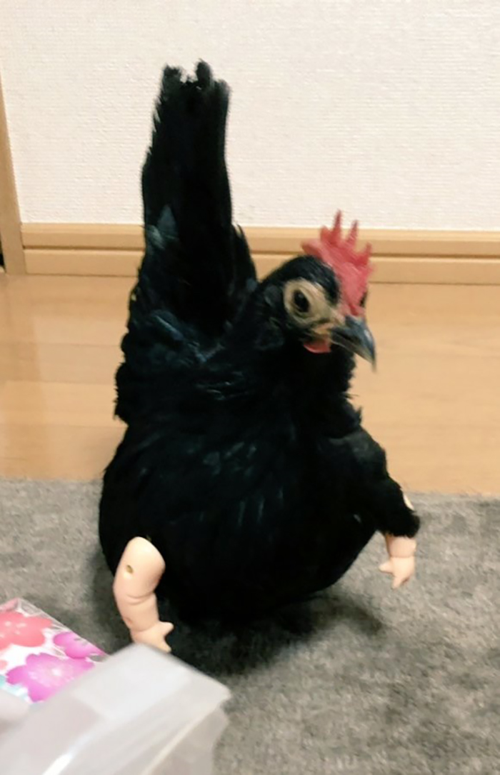 niwatori3wa farm fowl with upper limb attachment