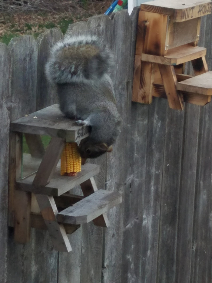 oldsaybrookwoodcraft feeder for outdoor critter