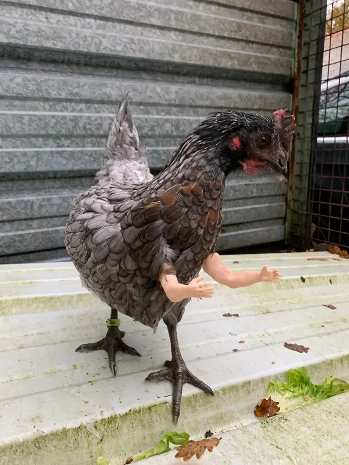 seeyousoonfr chicken with human arms