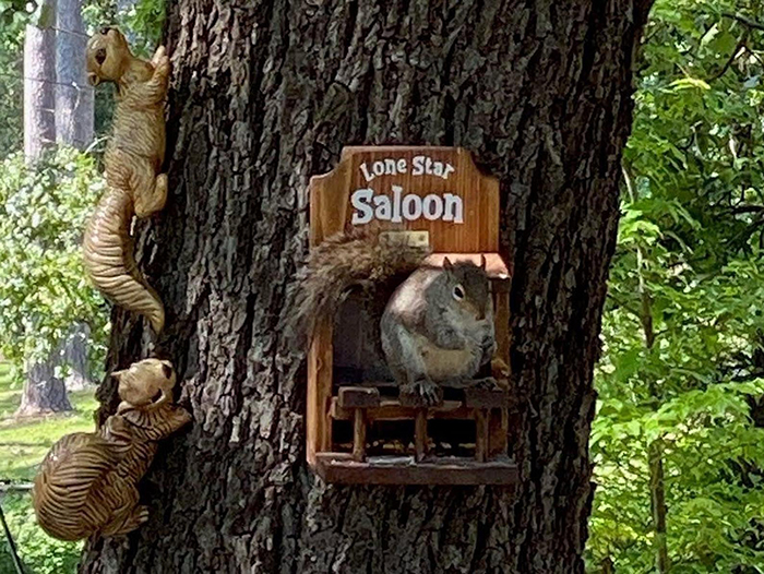 withliftedhandsy wooden squirrel saloon