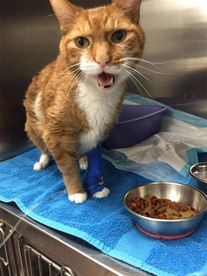 abandoned cat refuses to eat