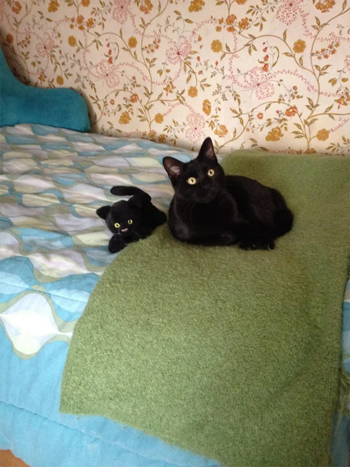black cat and mini me