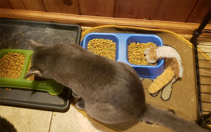 cat feeds plushie buddy