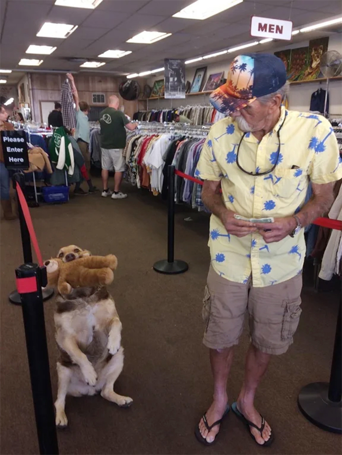 dog brings teddy bear to thrift store