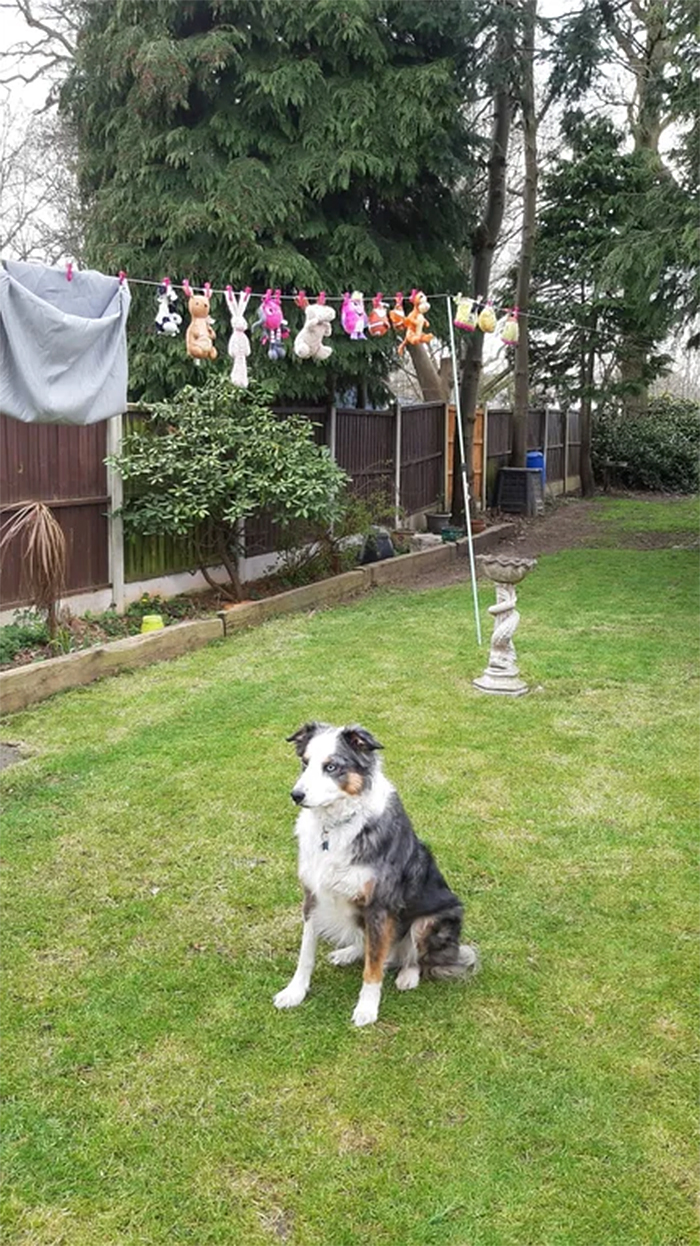 dog guards hanging plushies