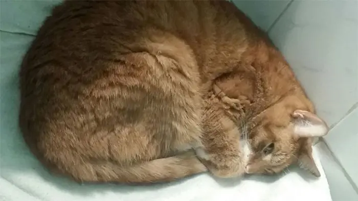 neglected cat refuses to eat