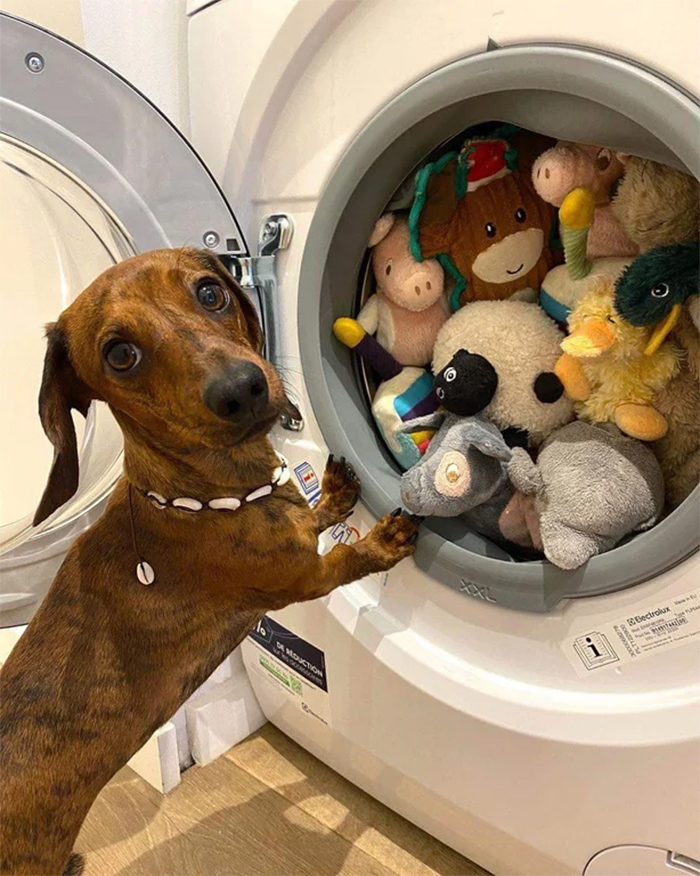 pets with their favorite toys washer