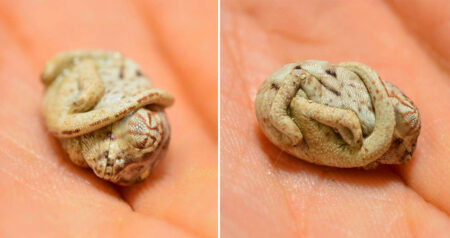 Baby Chameleon