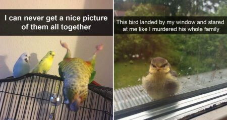 Funny bird snapchats