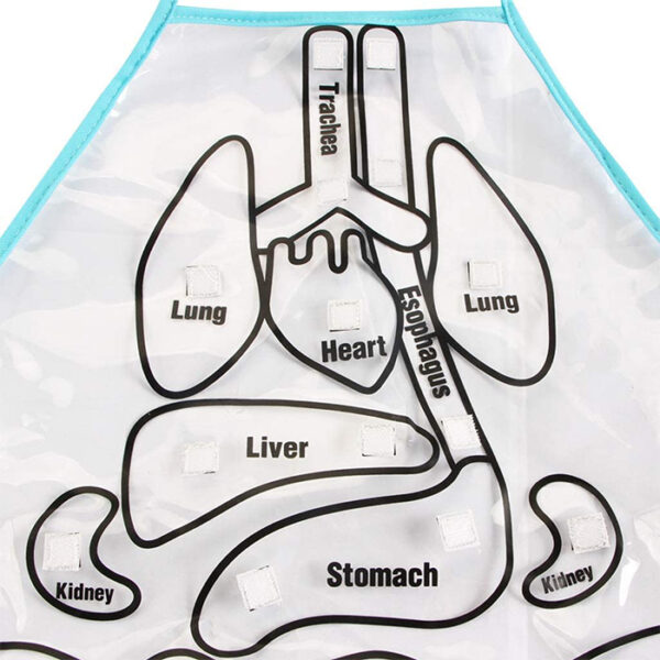 Teach Kids About The Human Body With This Anatomy Apron